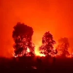 Way Kambas Membara! Ratusan Hektare Hutan Terbakar, Diduga Sengaja Dibakar