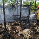 Api Lahap Kandang Kambing di Cadasari, Kerugian Tembus Rp350 Juta