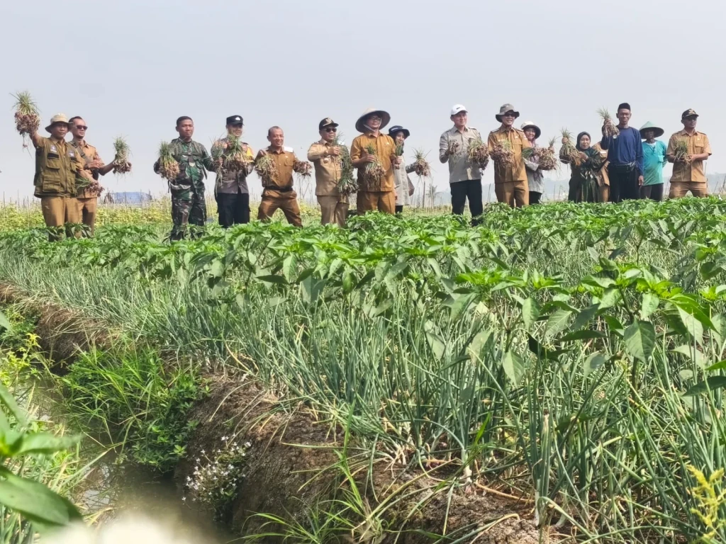 Dukung Ketahanan Pangan, Polres Serang Kawal Panen Raya Bawang di Pegandikan