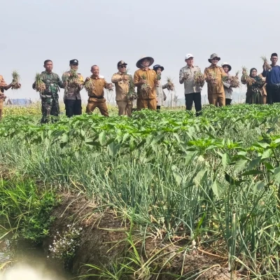 Dukung Ketahanan Pangan, Polres Serang Kawal Panen Raya Bawang di Pegandikan