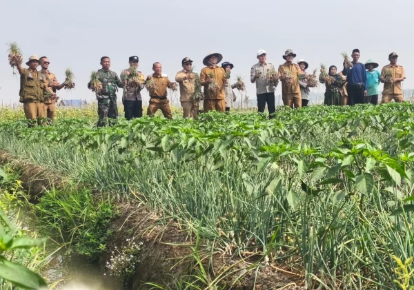 Dukung Ketahanan Pangan, Polres Serang Kawal Panen Raya Bawang di Pegandikan