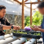 Semai Keterampilan, Warga Binaan Lapas Bandanaira Budidaya Pakcoy dan Selada Hidroponik di Area Brandgang