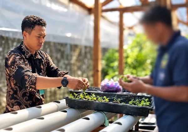 Semai Keterampilan, Warga Binaan Lapas Bandanaira Budidaya Pakcoy dan Selada Hidroponik di Area Brandgang