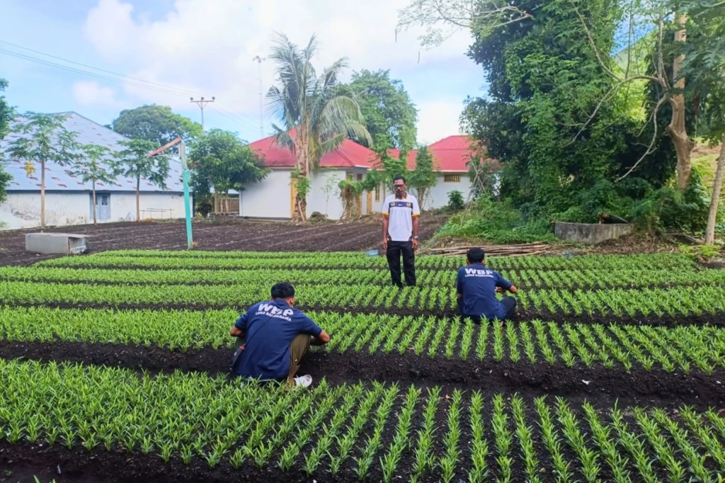 Sulap Lahan Tidur Jadi Kebun Produktif, Lapas Bandanaira Bekali Warga Binaan Keterampilan Bertani
