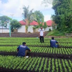 Sulap Lahan Tidur Jadi Kebun Produktif, Lapas Bandanaira Bekali Warga Binaan Keterampilan Bertani