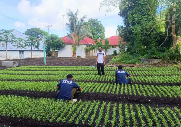 Sulap Lahan Tidur Jadi Kebun Produktif, Lapas Bandanaira Bekali Warga Binaan Keterampilan Bertani