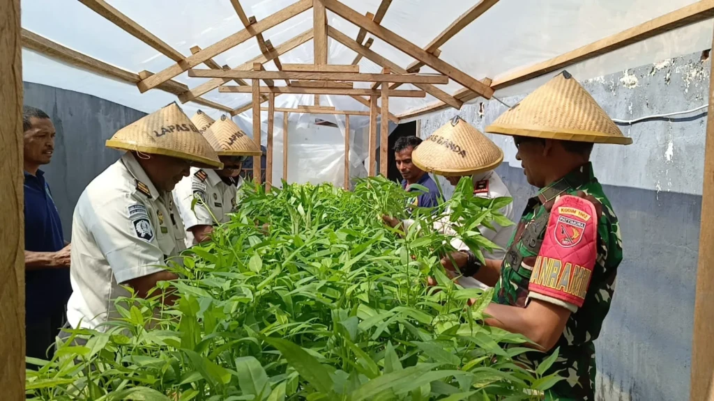 Optimalkan Lahan Terbatas, Lapas Bandanaira Panen Kangkung