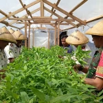 Optimalkan Lahan Terbatas, Lapas Bandanaira Panen Kangkung