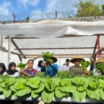 Panen 25 Ikat Sakata, Lapas Bandanaira Perkuat Ketahanan Pangan