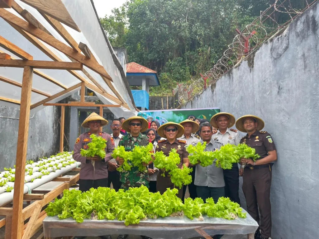 Panen Selada dan Sawi Hijau, Lapas Bandanaira Buktikan Lahan Terbatas Bisa Jadi Sumber Pangan