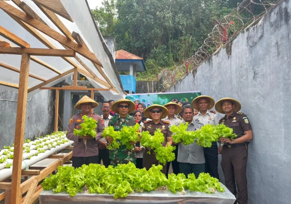 Panen Selada dan Sawi Hijau, Lapas Bandanaira Buktikan Lahan Terbatas Bisa Jadi Sumber Pangan