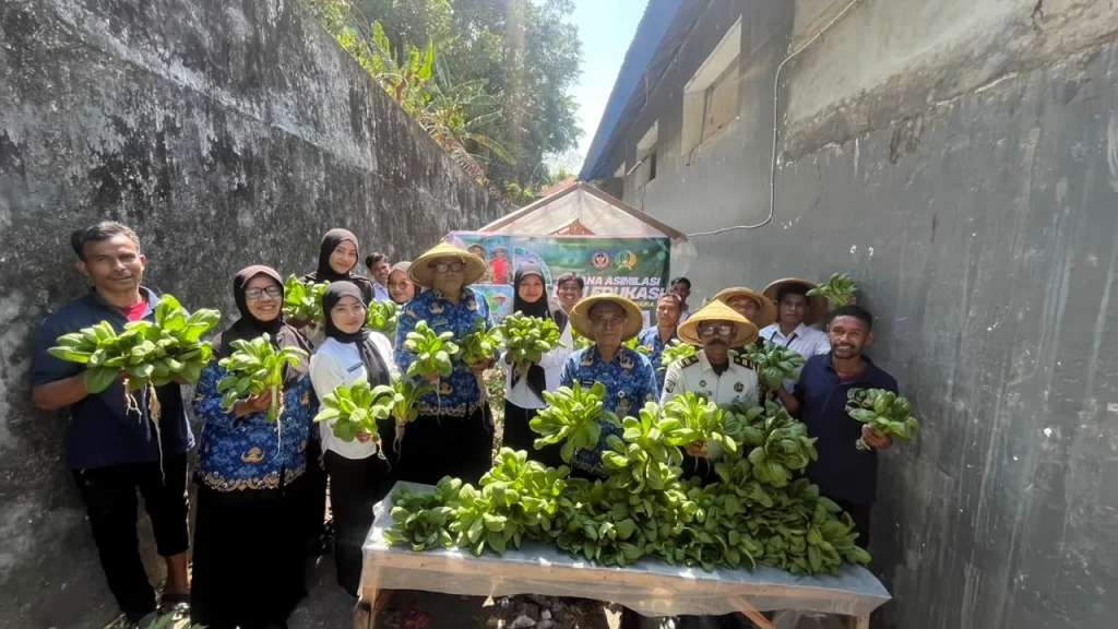 Produktif dan Berkelanjutan, Lapas Bandanaira Kembali Panen Sayuran Hidroponik