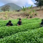 Lapas Bandanaira Manfaatkan Lahan SAE untuk Dorong Kemandirian Warga Binaan