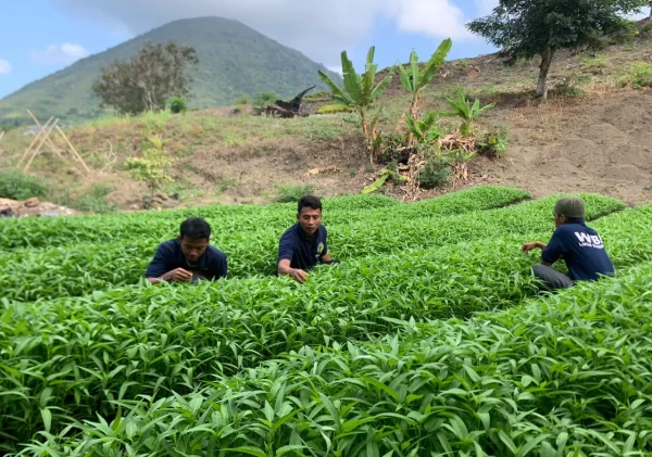 Lapas Bandanaira Manfaatkan Lahan SAE untuk Dorong Kemandirian Warga Binaan
