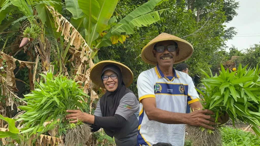 Kemarau Panjang Tak Surutkan Semangat, Lapas Bandanaira Panen 50 Ikat Kangkung dari Lahan SAE