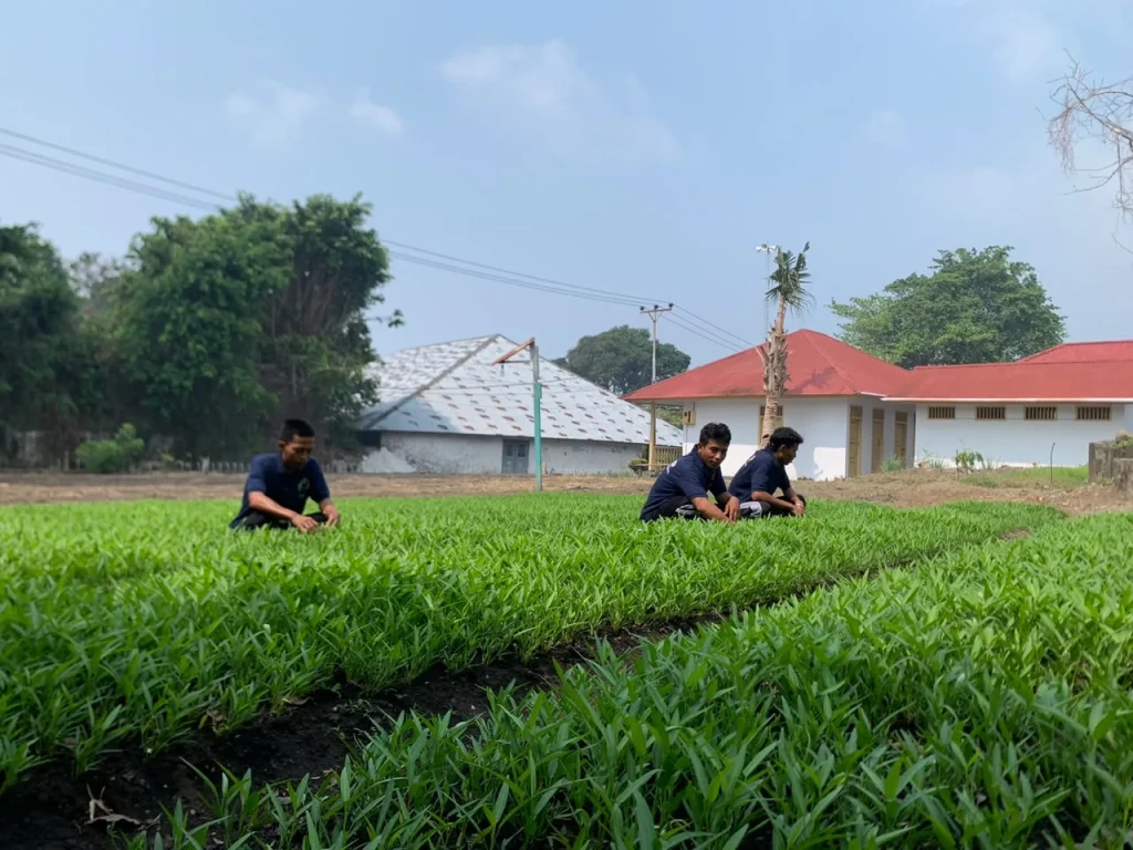 Budidaya Kangkung di Lahan SAE, Lapas Bandanaira Perkaya Keterampilan Warga Binaan