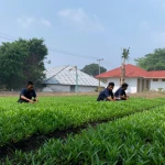 Budidaya Kangkung di Lahan SAE, Lapas Bandanaira Perkaya Keterampilan Warga Binaan