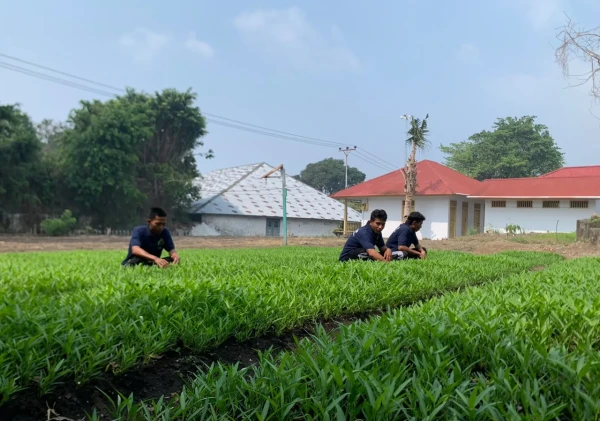 Budidaya Kangkung di Lahan SAE, Lapas Bandanaira Perkaya Keterampilan Warga Binaan