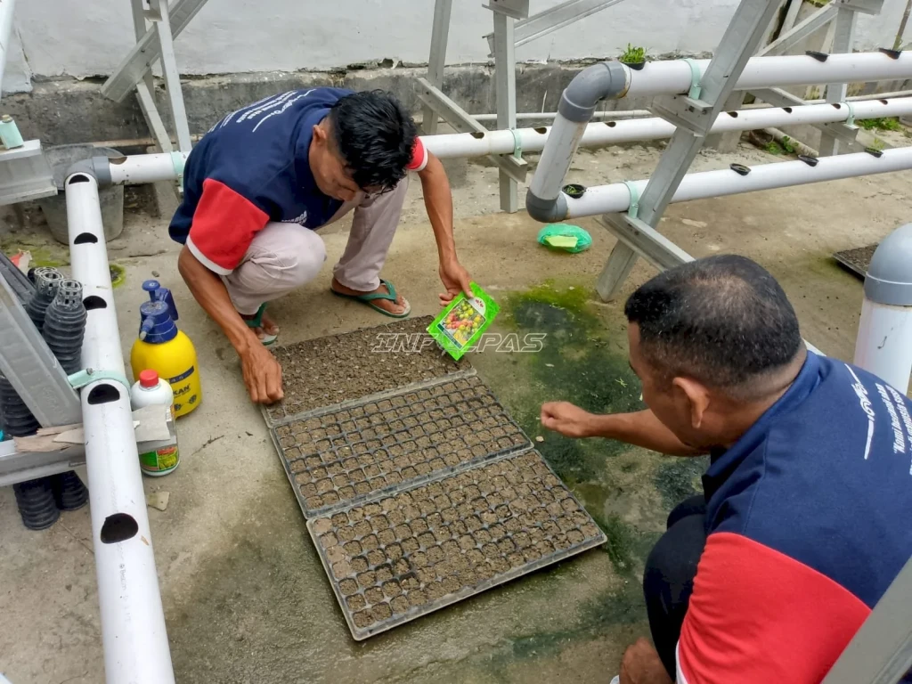 Lapas Wahai Semai Ratusan Bibit Tomat Unggul, Bekali Warga Binaan Keterampilan Agrikultur