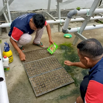 Lapas Wahai Semai Ratusan Bibit Tomat Unggul, Bekali Warga Binaan Keterampilan Agrikultur