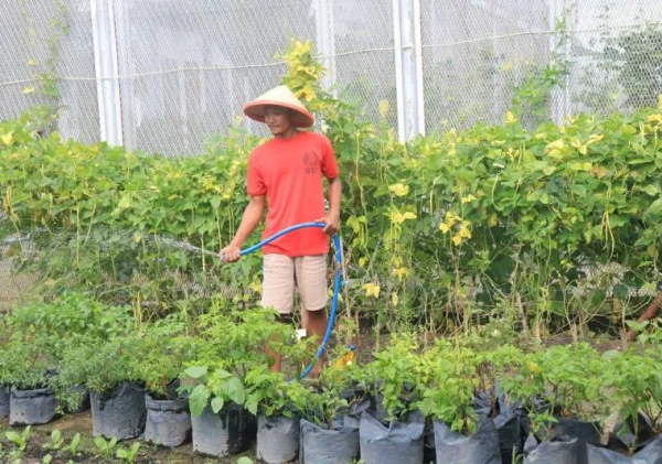 Warga Binaan Lapas Pemuda Madiun Aktif Kelola Kebun Sayur di Lahan SAE