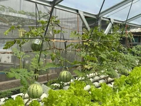 Lapas Bandar Lampung Kembangkan Semangka Hidroponik, Bekali Warga Binaan Keterampilan Produktif