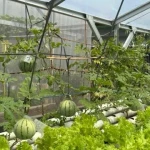 Lapas Bandar Lampung Kembangkan Semangka Hidroponik, Bekali Warga Binaan Keterampilan Produktif