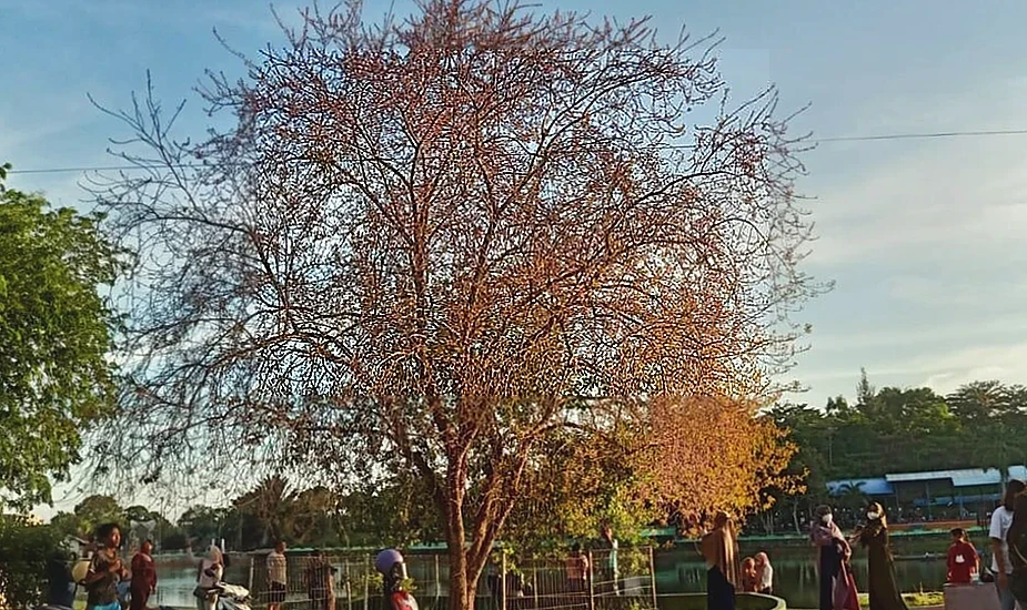 Bunga Mirip Sakura Mekar di Kijang Bintan, Jadi Daya Tarik Warga