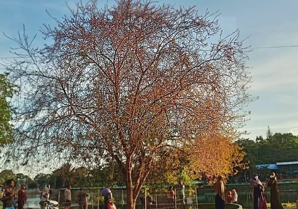 Bunga Mirip Sakura Mekar di Kijang Bintan, Jadi Daya Tarik Warga