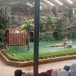 Siswa MTsN 4 Bantul Saksikan Atraksi Satwa di Taman Safari Prigen