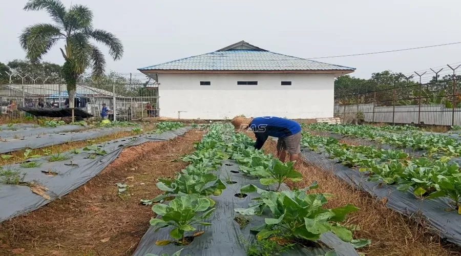 Warga Binaan Lapas Tanjung Panen 25 Kg Kembang Kol, Bekal Keterampilan Mandiri