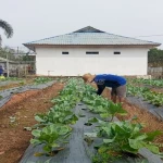 Warga Binaan Lapas Tanjung Panen 25 Kg Kembang Kol, Bekal Keterampilan Mandiri