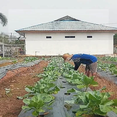 Warga Binaan Lapas Tanjung Panen 25 Kg Kembang Kol, Bekal Keterampilan Mandiri