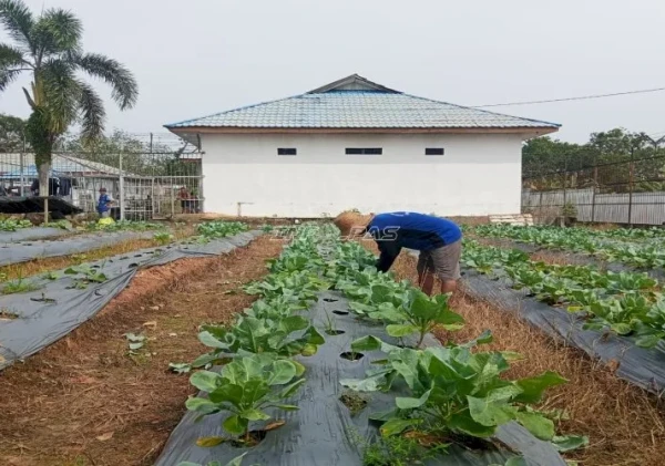 Warga Binaan Lapas Tanjung Panen 25 Kg Kembang Kol, Bekal Keterampilan Mandiri