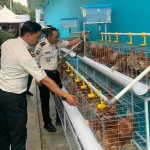 Lapas Kelas I Bandar Lampung Kembangkan Peternakan Ayam Petelur untuk UMKM Warga Binaan