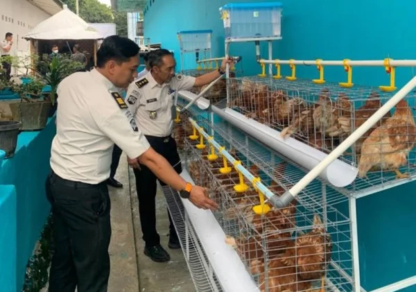 Lapas Kelas I Bandar Lampung Kembangkan Peternakan Ayam Petelur untuk UMKM Warga Binaan