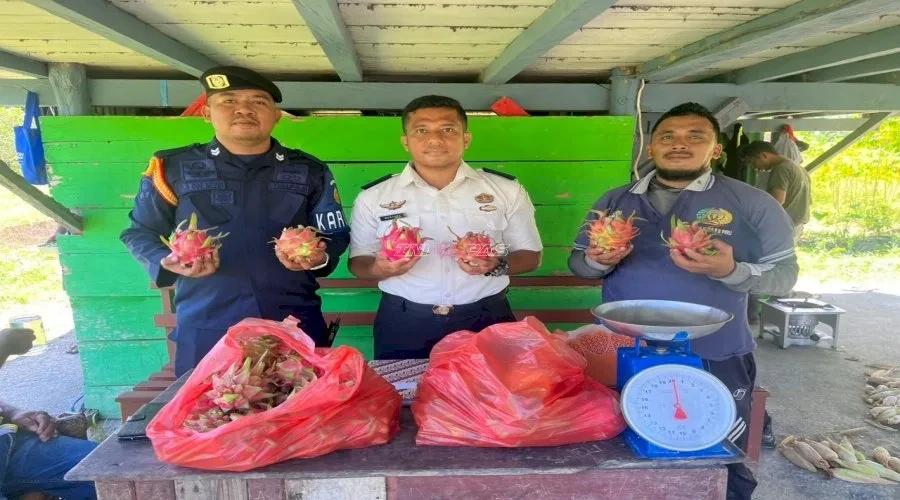Lapas Piru Panen 14,5 Kg Buah Naga, Bukti Kemandirian Warga Binaan