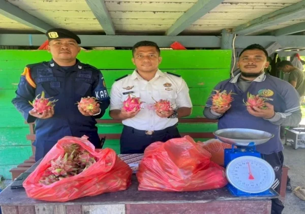 Lapas Piru Panen 14,5 Kg Buah Naga, Bukti Kemandirian Warga Binaan