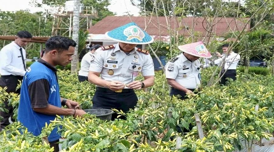 Rutan SoE Panen Sawi dan Cabai di Lahan SAE, Bekali Warga Binaan Keterampilan