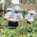 Rutan SoE Panen Sawi dan Cabai di Lahan SAE, Bekali Warga Binaan Keterampilan