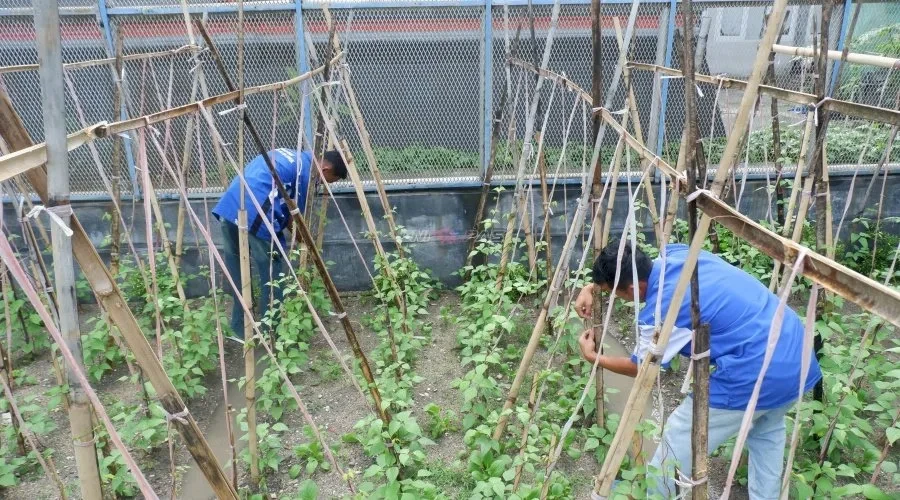 Lapas Luwuk Sulap Lahan Kosong Jadi Pertanian Hortikultura untuk Pembinaan Warga Binaan