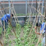Lapas Luwuk Sulap Lahan Kosong Jadi Pertanian Hortikultura untuk Pembinaan Warga Binaan