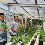 Lapas Tanjung Panen 200 Ikat Seledri, Bekali Warga Binaan Keterampilan Pangan