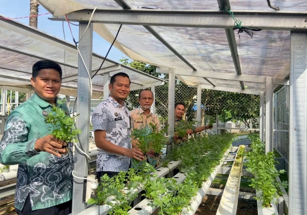 Lapas Tanjung Panen 200 Ikat Seledri, Bekali Warga Binaan Keterampilan Pangan