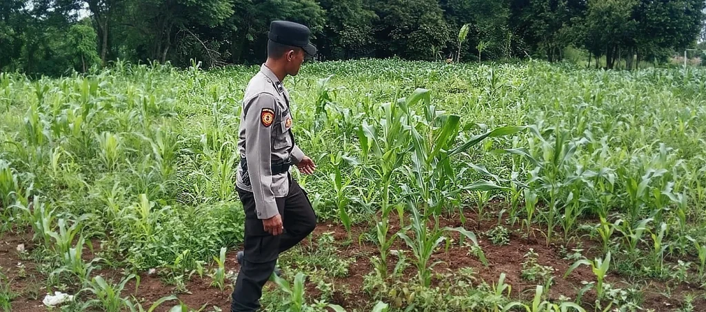 Polsek Serang Pantau Lahan Jagung di Ciracas, Dukung Ketahanan Pangan Nasional