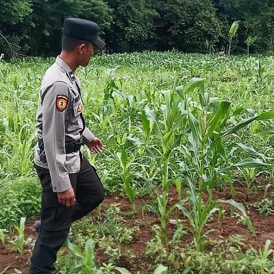 Polsek Serang Pantau Lahan Jagung di Ciracas, Dukung Ketahanan Pangan Nasional
