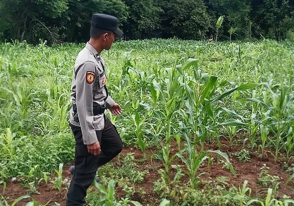 Polsek Serang Pantau Lahan Jagung di Ciracas, Dukung Ketahanan Pangan Nasional