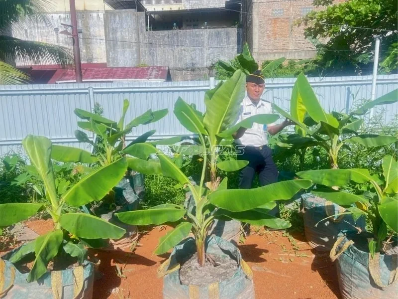 Lapas Banjarmasin Kembangkan Pisang Cavendish di Lahan Rawa dengan Metode Planterbag