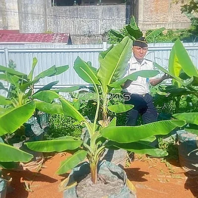 Lapas Banjarmasin Kembangkan Pisang Cavendish di Lahan Rawa dengan Metode Planterbag