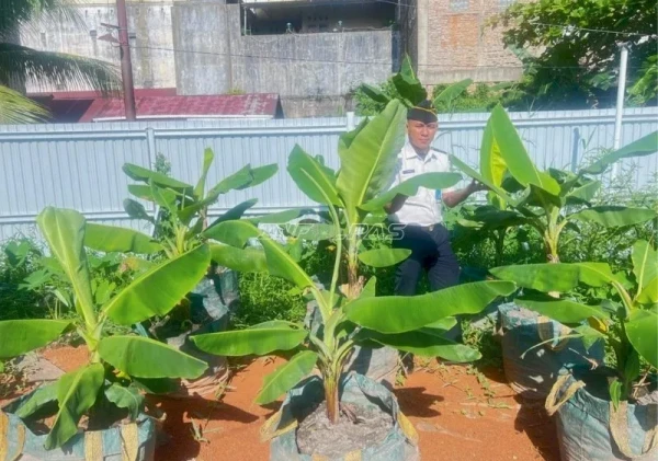 Lapas Banjarmasin Kembangkan Pisang Cavendish di Lahan Rawa dengan Metode Planterbag